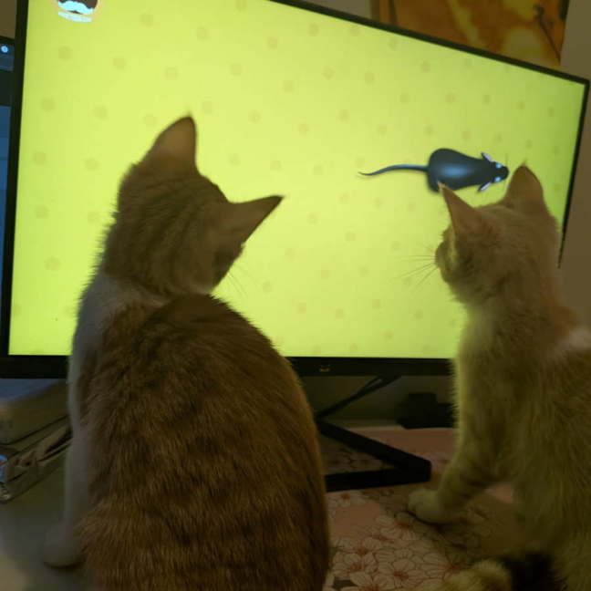 Photo of Mochi & Maple * 9 Lives Project Rescue*