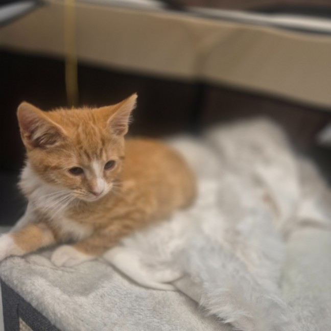 Photo of Nala