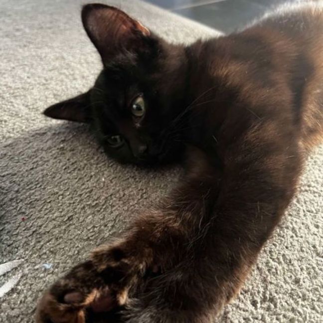 Photo of Tater