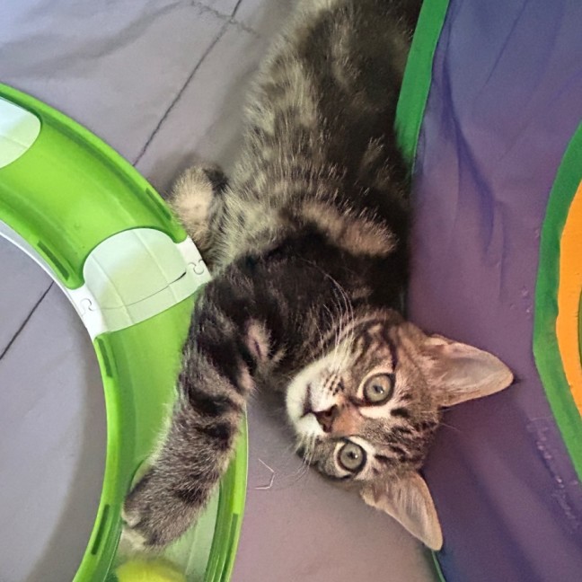 Photo of Horizon Aka "Have A Chat"