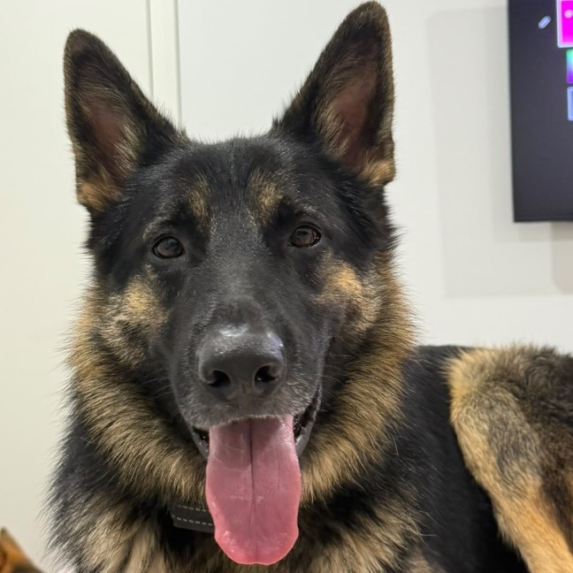 Photo of Kovu