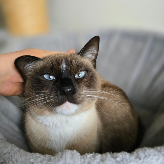 Photo of Mocha 
