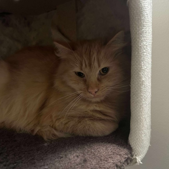 Photo of Rosie!! 🧡🧡🧡