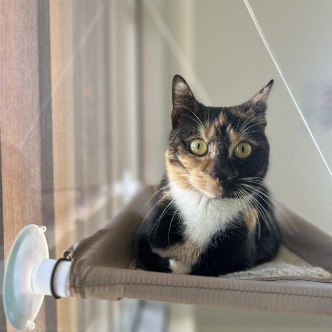 Photo of Josie