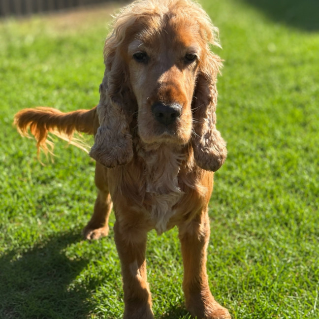 Photo of Winston