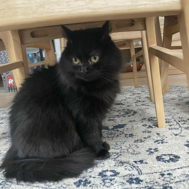 Photo of Cilla * 9 Lives Project Rescue*