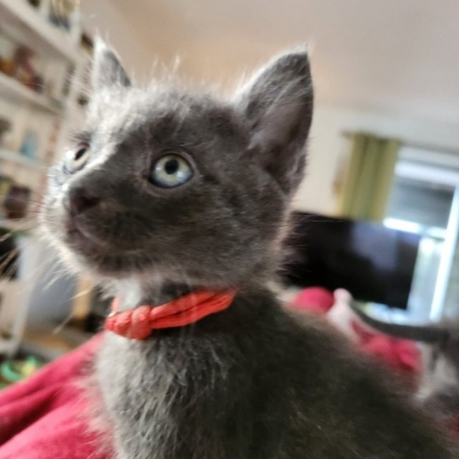 Photo of Astro