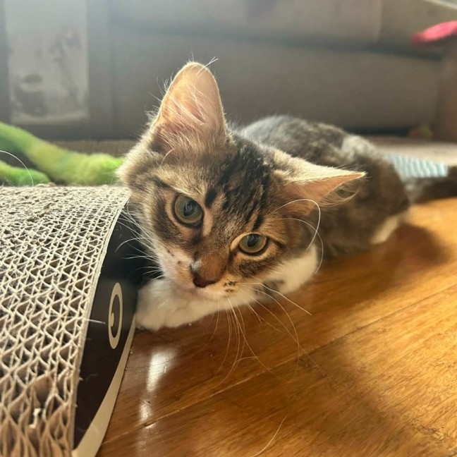 Photo of Louis