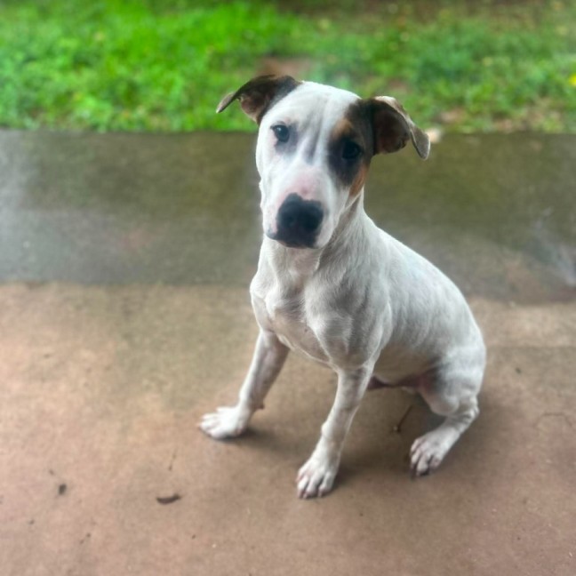 Photo of Harley