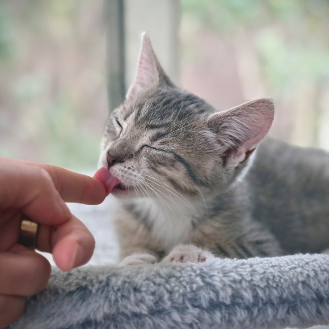 Photo of Black Pearl