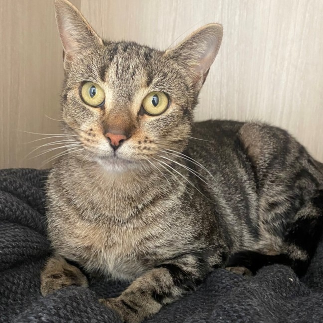 Photo of C1442 Phoebe