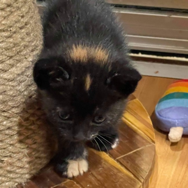 Photo of Freya