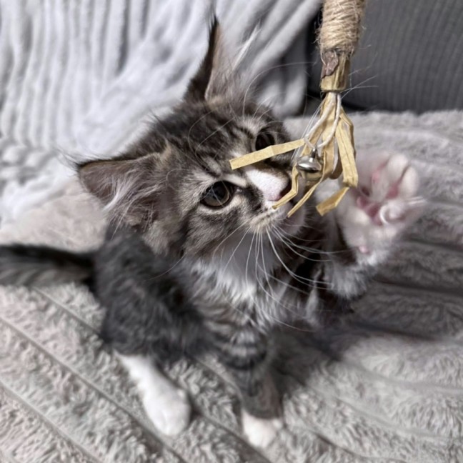 Photo of Apple *9 Lives Project Rescue*