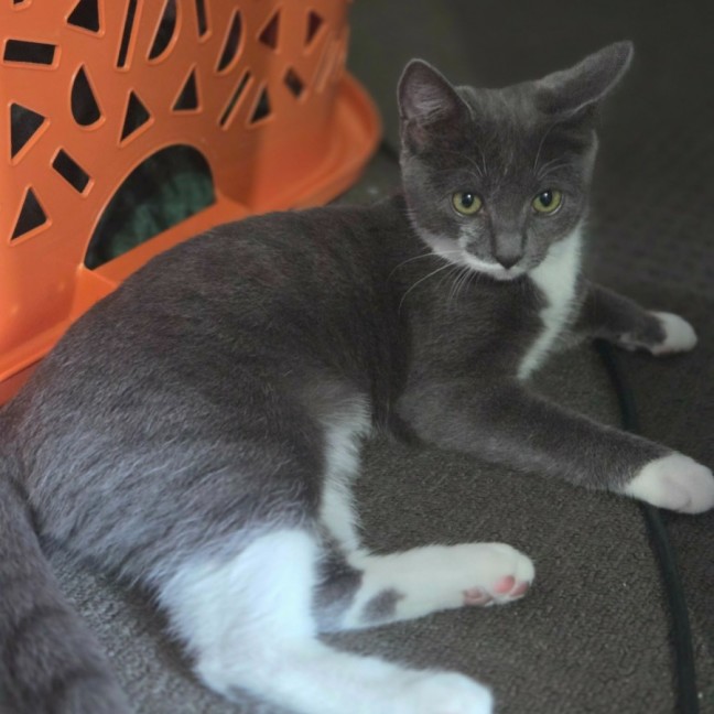 Photo of Minnow