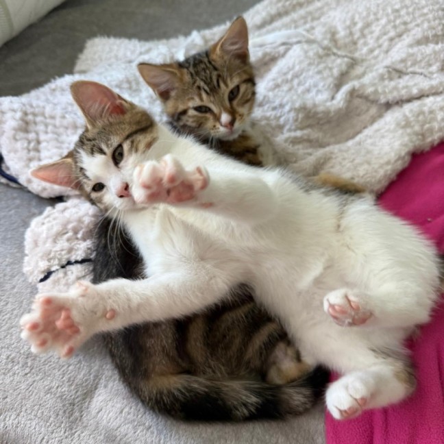 Photo of Pear And Pineapple 