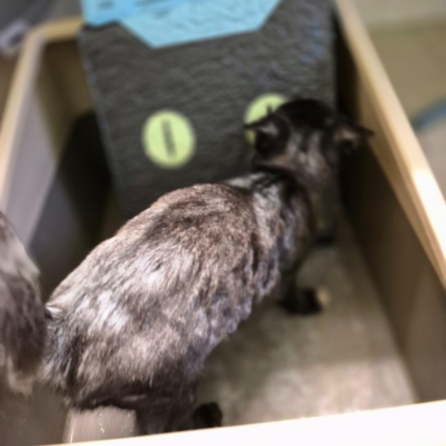 Photo of Bria ** 2nd Chance Cat Rescue**