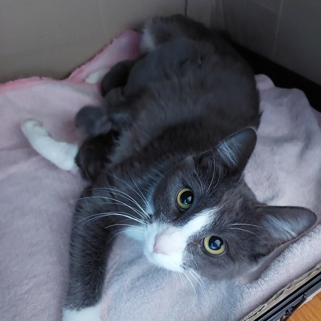 Photo of Blueberry 
