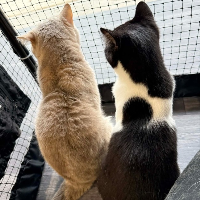 Photo of Professor Chaos