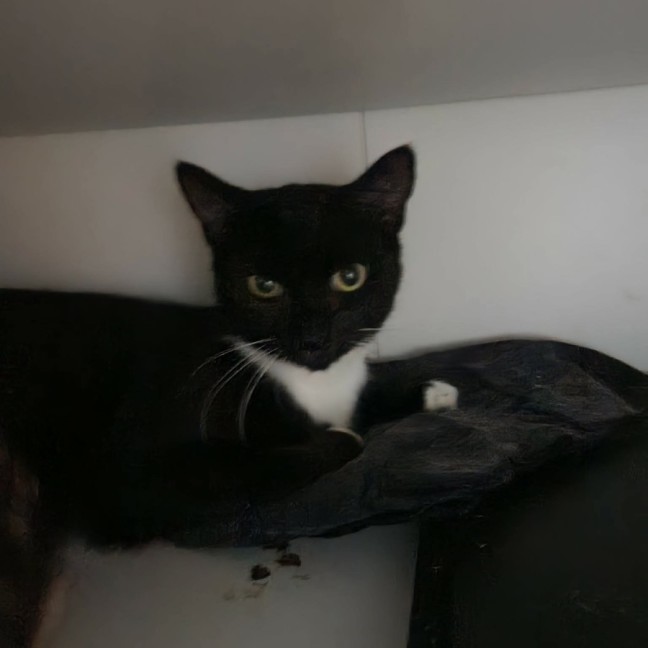 Photo of Selene