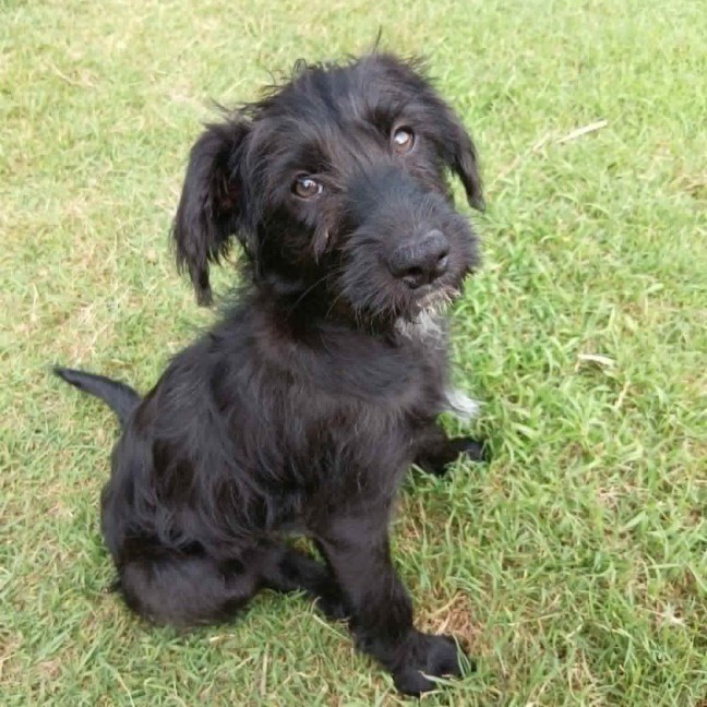Photo of Sage 