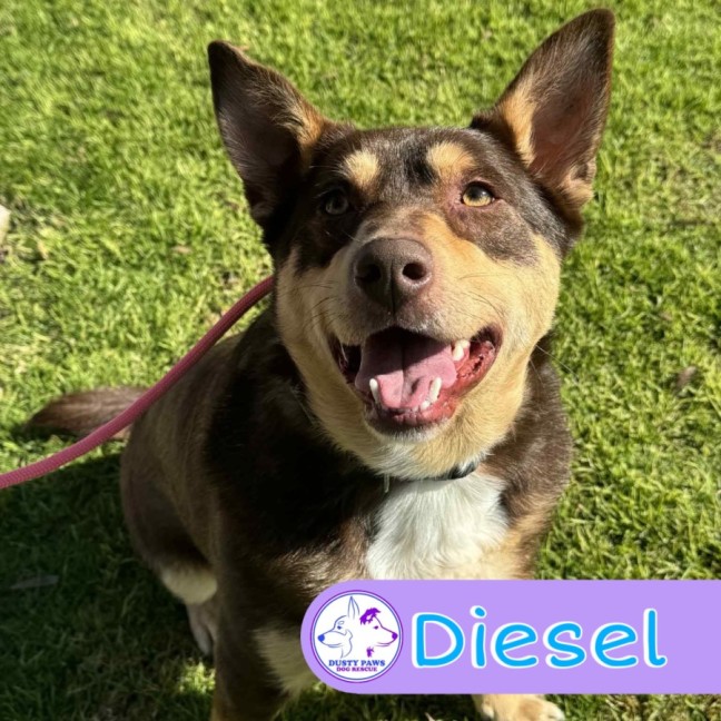 Photo of Diesel