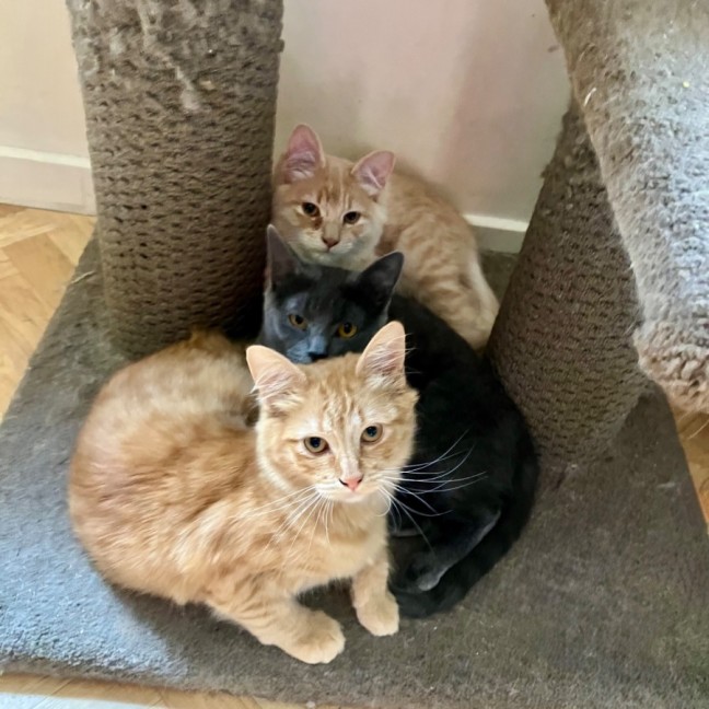 Photo of Sunny, Comet And Fox