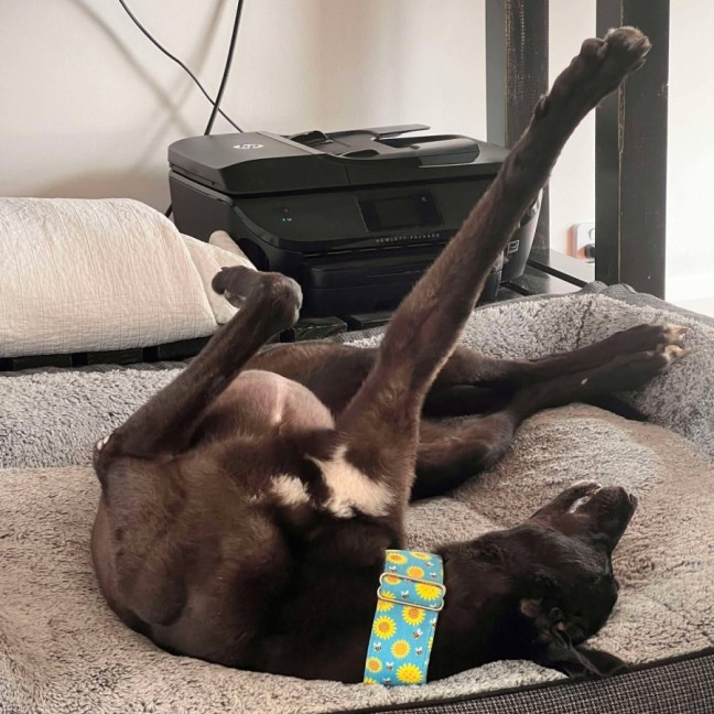 Photo of Izzy, The Greyhound