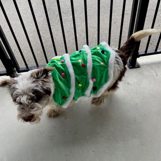 Photo of Bentley
