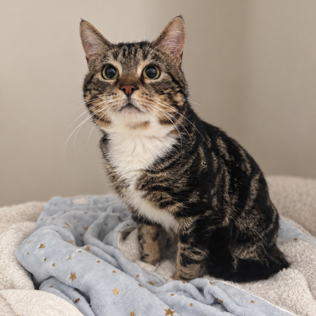 Photo of Chester