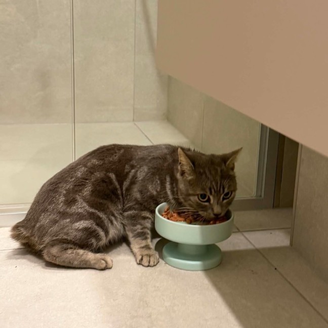 Photo of Romeo