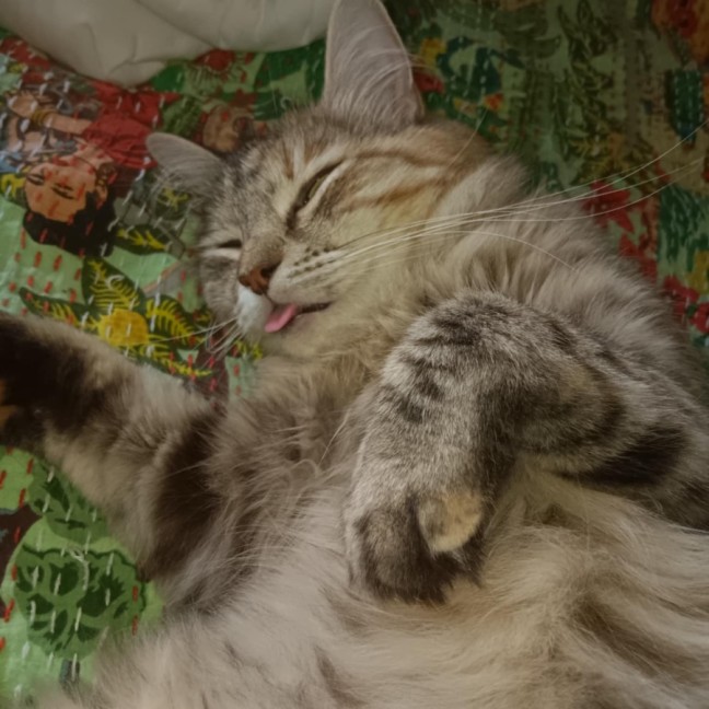 Photo of Myla 💕💕😽