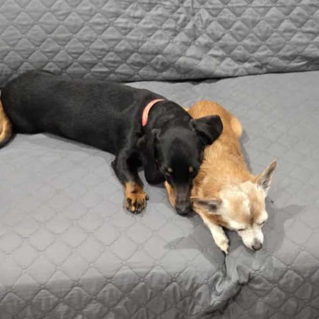 Photo of Mini Winnie