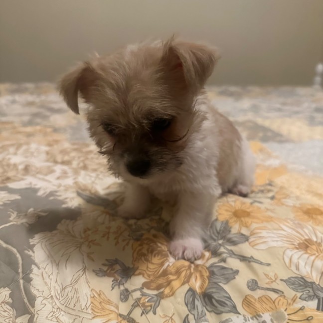 Photo of Murphy
