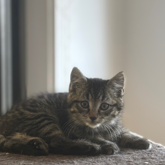 Photo of Ross Meet Me@Petstock Hastings Store 