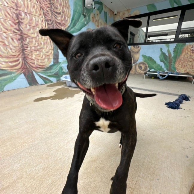 Photo of 🏈 Max 6706 🏈