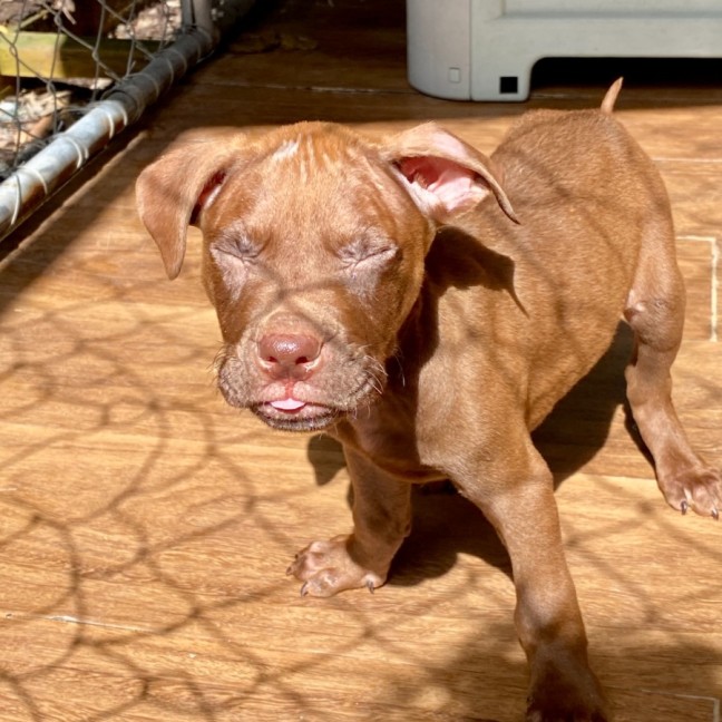 Photo of Futurama Pups