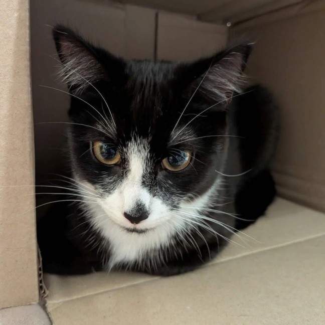 Photo of Slinky