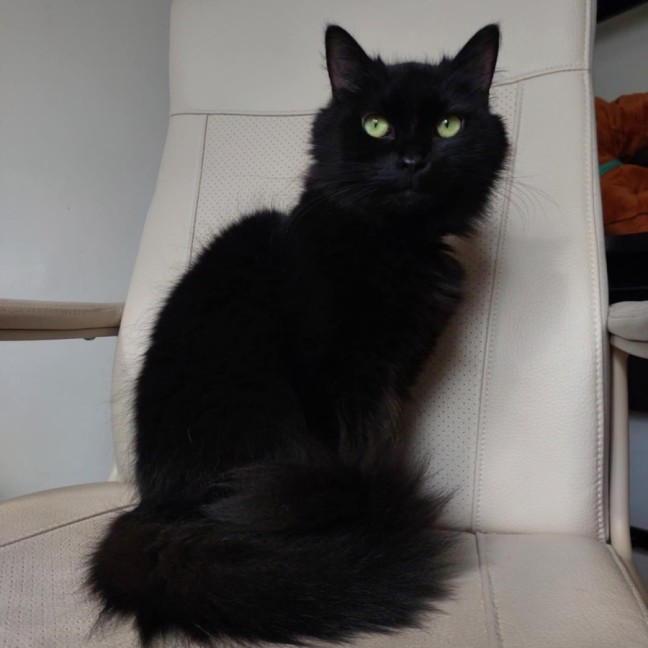 Photo of Eclipse 🖤