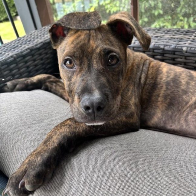 Photo of Foghorn Leghorn