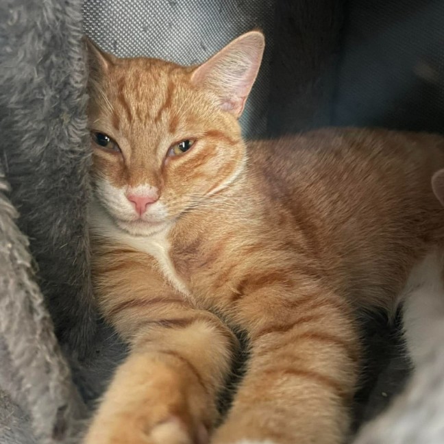 Photo of Chilli