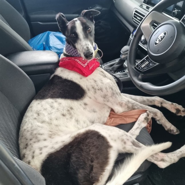 Photo of Maxie, The Greyhound