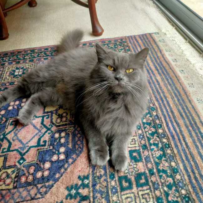Photo of Willow