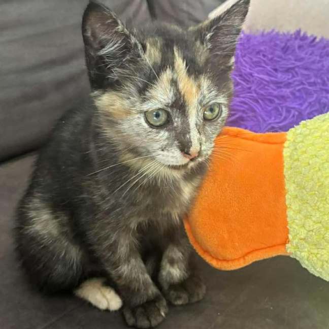 Photo of Widdles