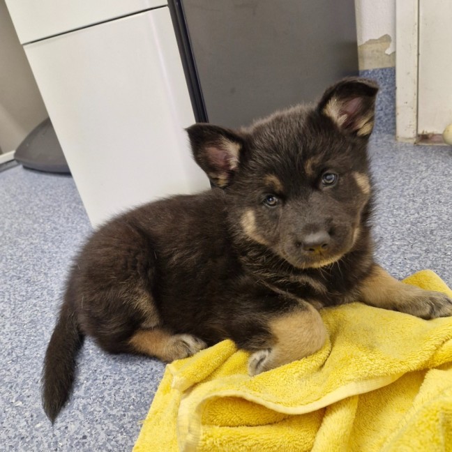 Photo of D1042 Sadie