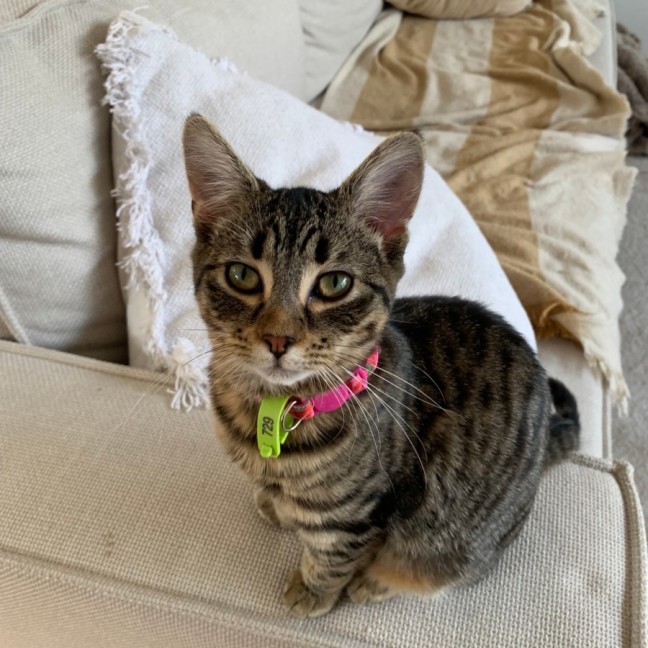 Photo of 🩷Mirabelle And Pinto💛