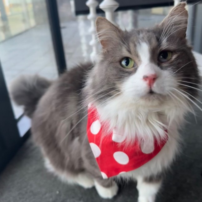 Photo of Mr Fluffaluffagus