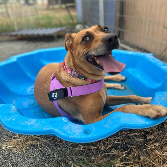 Photo of Ruby