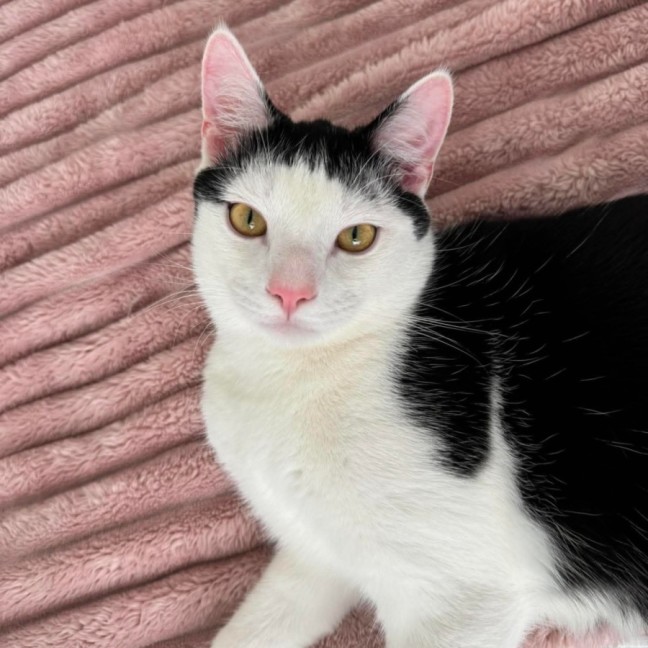 Photo of Mighalo