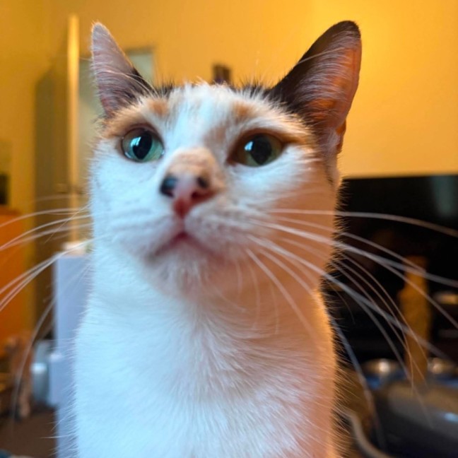 Photo of Pumpkin