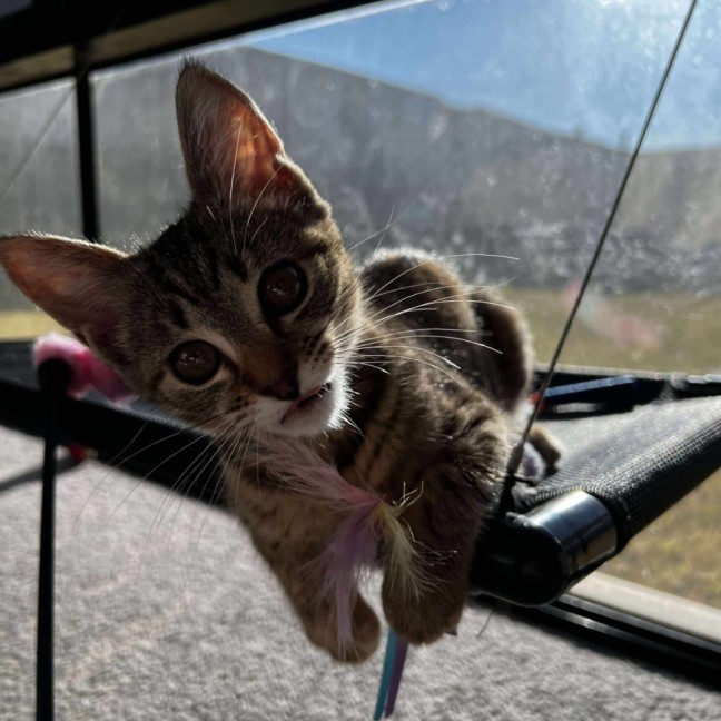 Photo of Violet